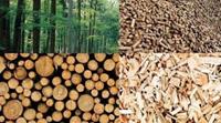 Guida alle biomasse: cosa sono e perché convengono