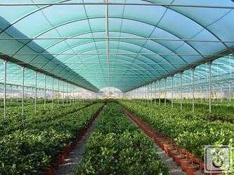 TAG60B-plastic-tunnel-for-production-of-plants-and-vegetables-GOME-Hi-Tech-Resource-5